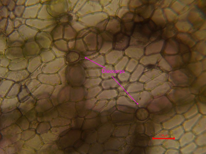 Ricciocarpos natans